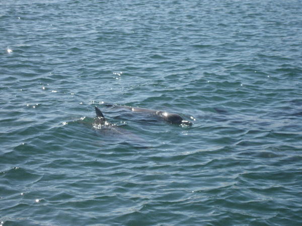 A Bunbury dolphin