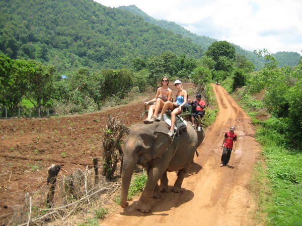Elephant riding in Chiang Mai