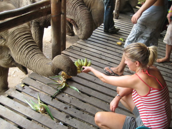Hungry baby elephant