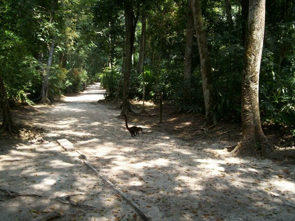 Tikal National Park in Belize