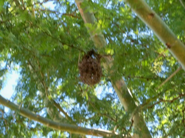 Bird Nest of Weaver Bird