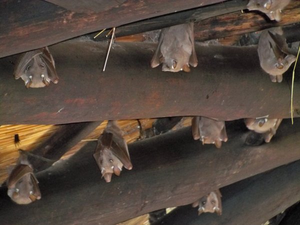 Close up of Bats