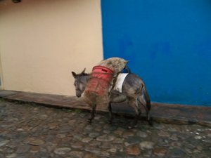 Donkey in the Street