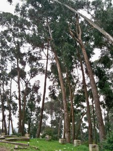 Eucalyptus Trees 