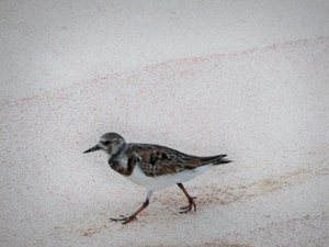 Solitary Bird on the Beach