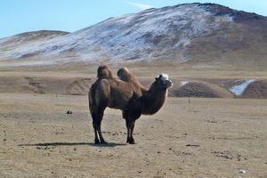 Bactrian 2 Hump Camel