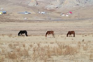 Horses on the Steppes