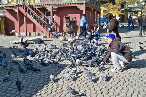 Buddhists Believe Feeding Birds Brings Good Luck