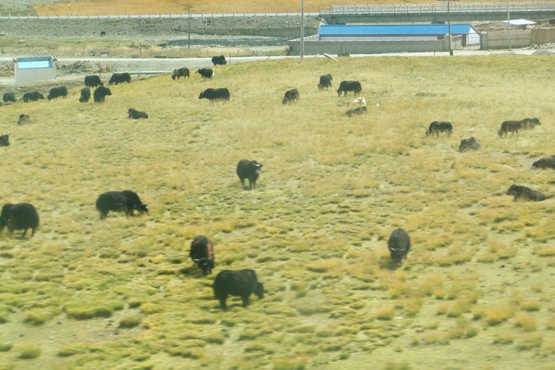 Herd of Yak