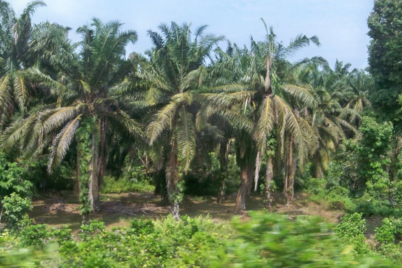 Palm Trees in Malaysia