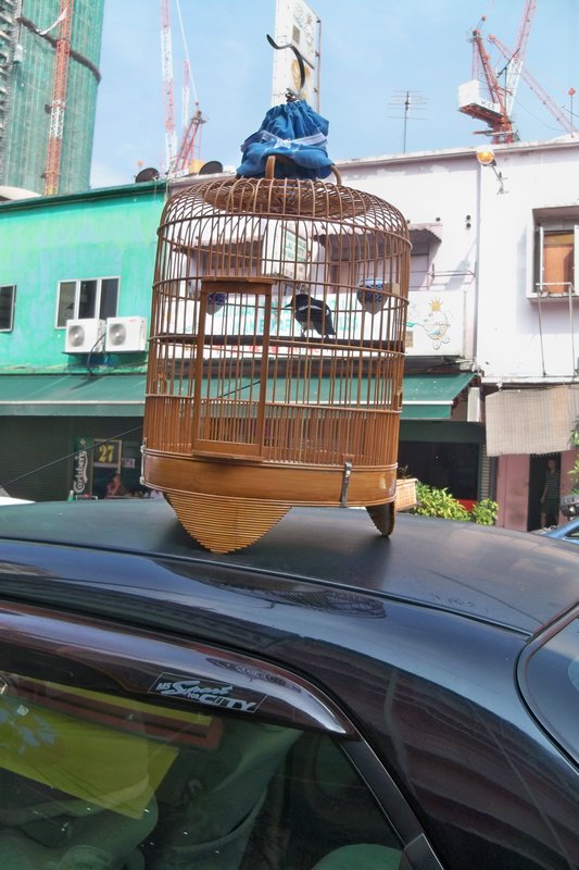 Bird Cage on Top of Car