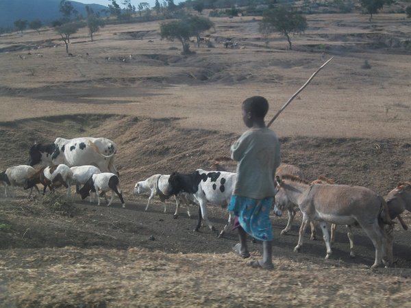 A boy tending to his goats