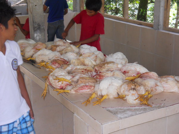 The chickens being Slaughtered