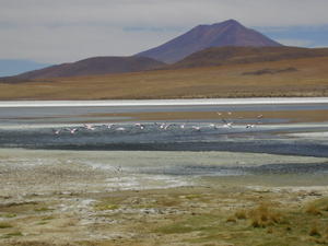 Flamingos and lake