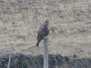 Big Eagle on fence post