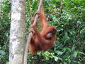 Orangutan at Large