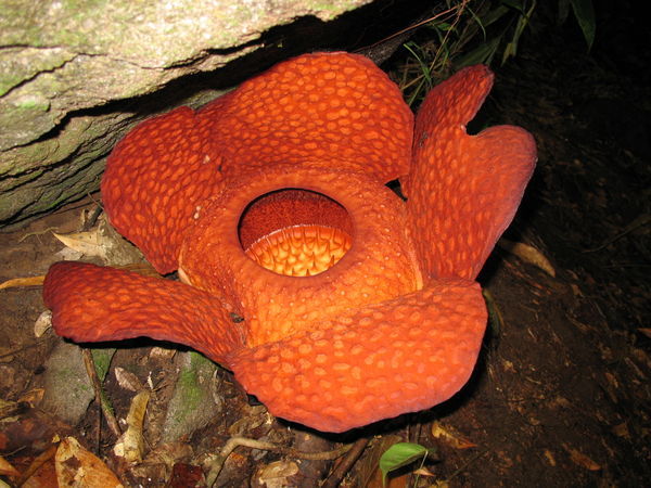 Rafflesia!