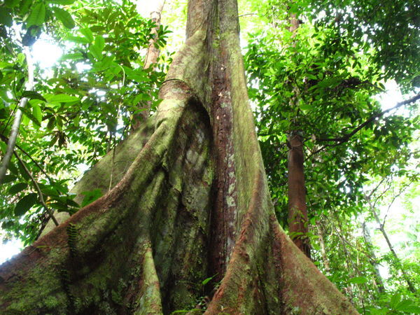 Rainforest Giant