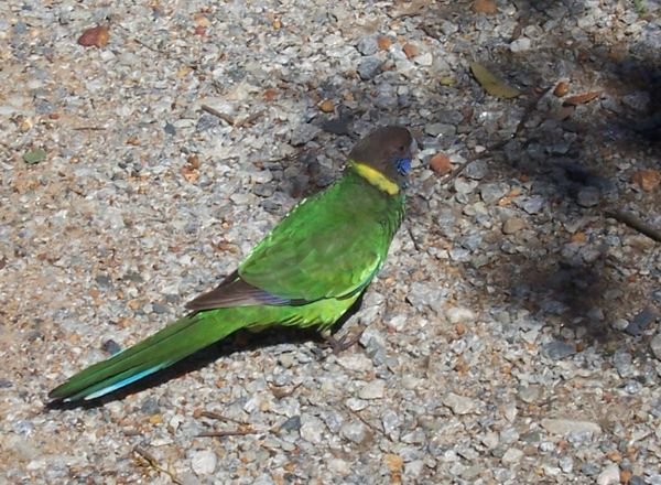 Ring-Necked Parrot
