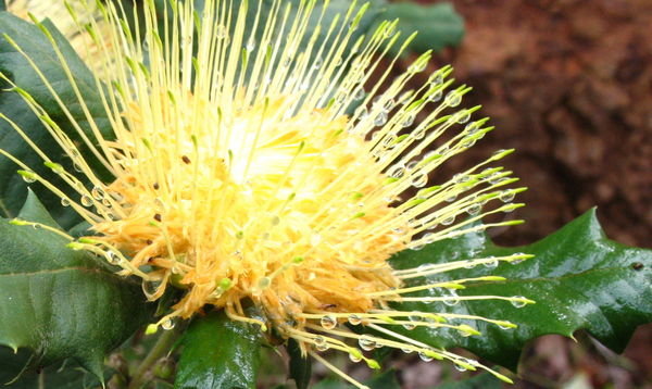 Dryandra Flower