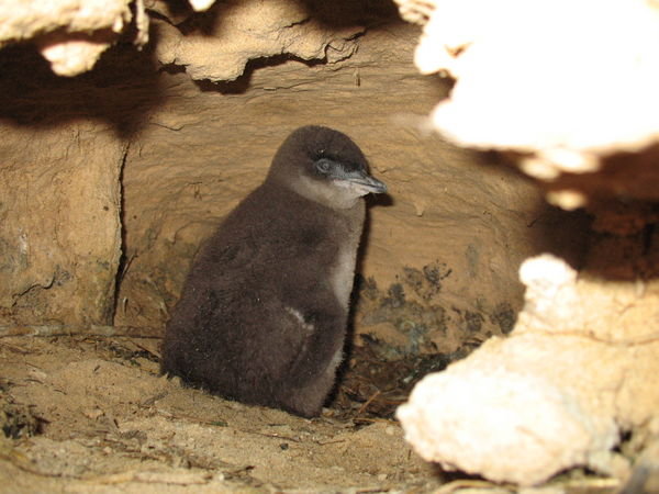 Penguin Island Resident