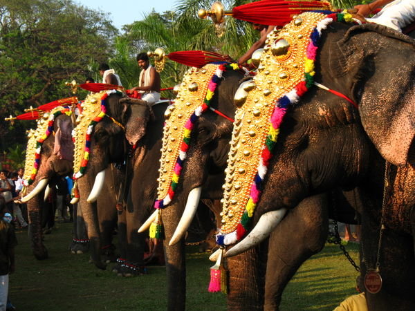 Elephant Parade, Kochin