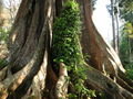 Banyan Tree, Periyar NP