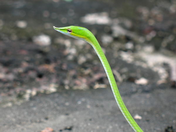 Hook-Nosed Vine Snake