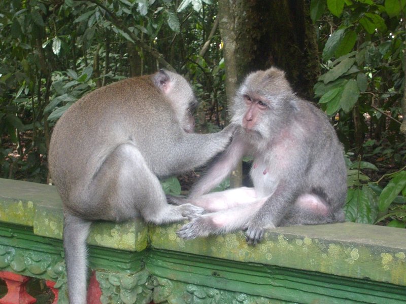 Monkey Forest Temple 5