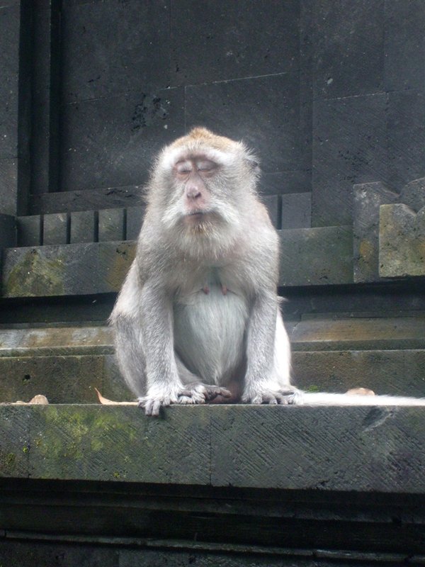 Monkey Forest Temple 6