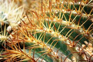 Cactus Valley 4