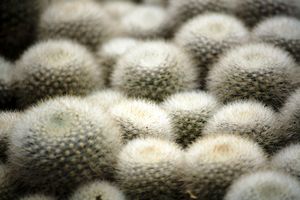 Cactus Valley 5