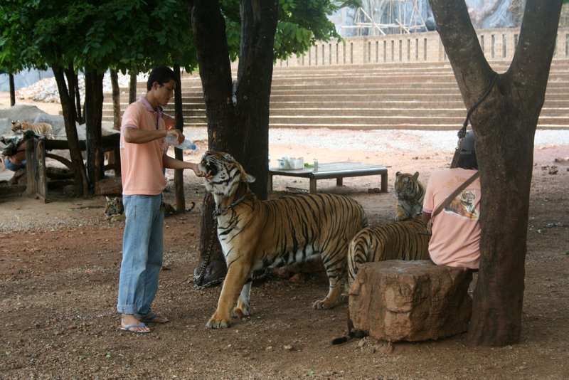 Tiger Temple 3