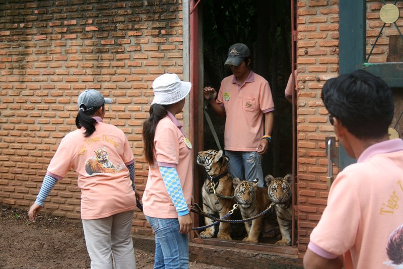 Tiger Cubs and The Volunteers
