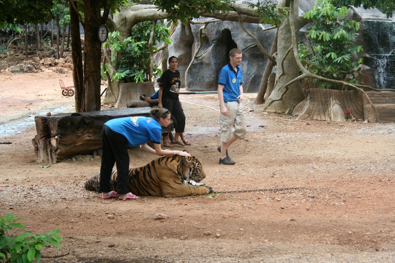 Tiger Temple 1