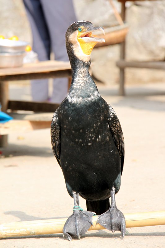 Cormorant Bird 1