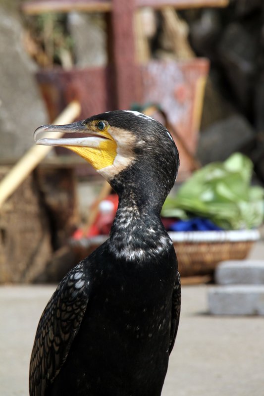 Cormorant Bird 2
