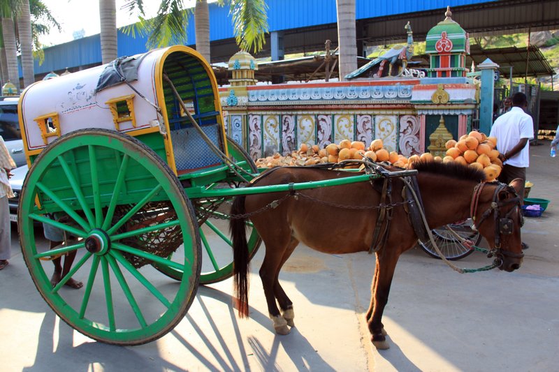 horse cart 2