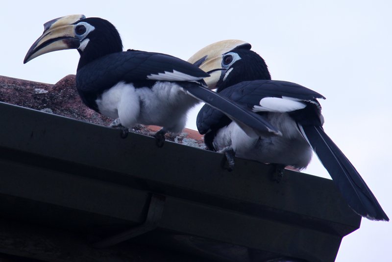 hornbills on the roof