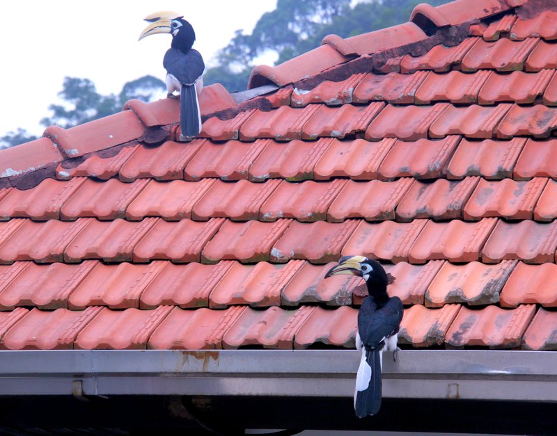 hornbills on the roof