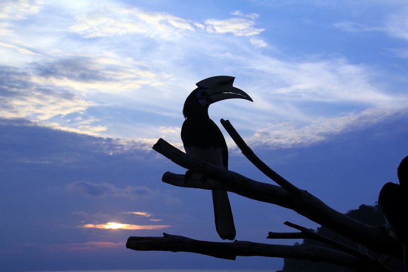 hornbill and sunset***
