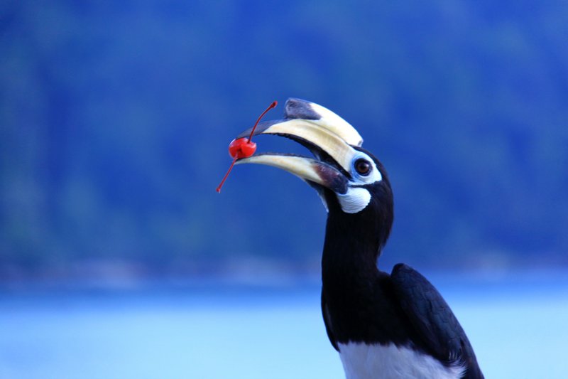 hornbill with cherry**
