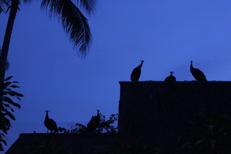 peacocks nestled on the roofs