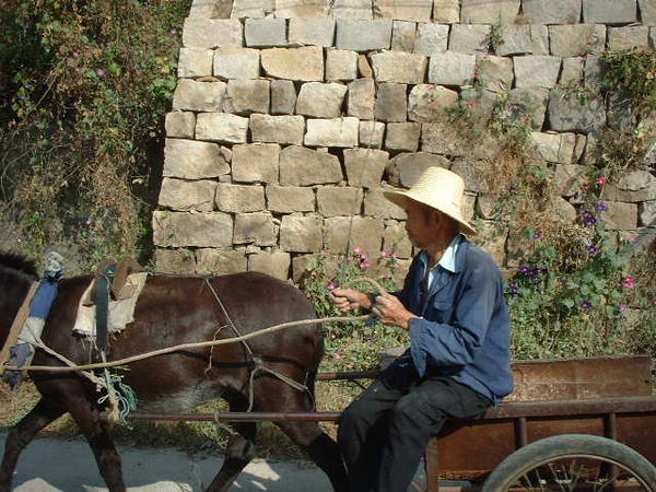 A Donkey is a source of transporation