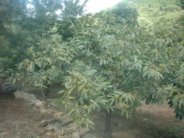 Chestnut Tree Orchard