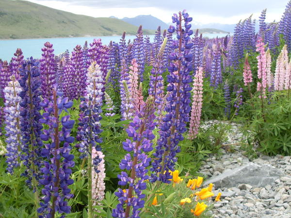 Lupins in front of Lake Tekapo