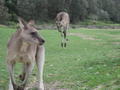 Kangaroos at Pebbly Beach