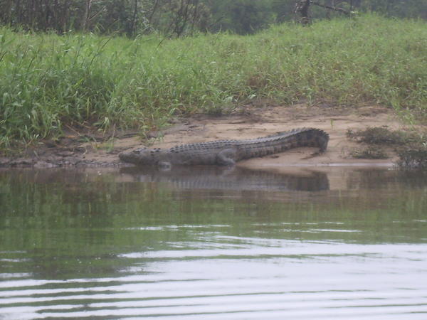 Croc on the bank of the Daintree river