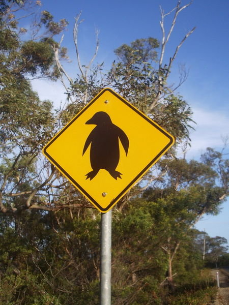 Watch out for penguins! Bicheno