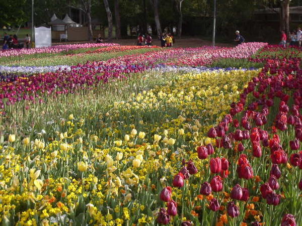 Lots of tulips